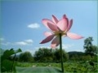 산행기 - [세미원.양평 청계산1] 아직 연꽃이 많이피어있는 세미원을 들린후 청계산으로