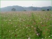 산행기 - 가을의 전령사가 만개한 구리 한강시민공원 코스모스 축제장