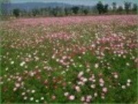 산행기 - 가을의 전령사가 만개한 구리 한강시민공원 코스모스 축제장