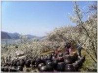 산행기 - ♣♣기찻길옆 매화마을 나들이 (원동 순매원을 찾아서) 