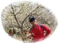 ♣♣기찻길옆 매화마을 나들이 (원동 순매원을 찾아서) 산행기 - ♣♣기찻길옆 매화마을 나들이 (원동 순매원을 찾아서)