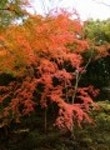 산행기 - ■ 전남 장성 백암산 백학봉 늦가을 단풍산행 (11/4,토)