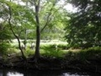 산행기 - 만날수 없어 애절한 선운산 꽃무릇