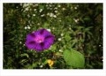 산행기 - ..............................  동강의 비경을 조망하는 산행.. . 동강 백 운 산..
