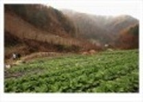 산행기 - ..................우중산행........... 장 안 산  (전북 장수 1237m)..