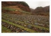 산행기 - ..................우중산행........... 장 안 산  (전북 장수 1237m)..