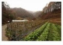산행기 - ..................우중산행........... 장 안 산  (전북 장수 1237m)..