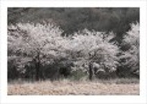 산행기 - _ _ _ 진달래 산상화원... 여수 영취산..