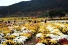 산행기 -  너무 환상적인 선운산 단풍 절정 (11월8일)