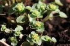 산행기 - 들꽃산행