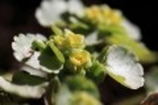 산행기 - 들꽃산행