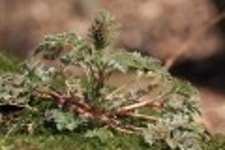 산행기 - 들꽃산행