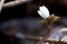 산행기 - 들꽃산행