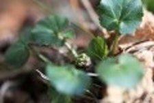 산행기 - 들꽃산행