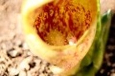 산행기 - 들꽃산행