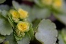 산행기 - 들꽃산행