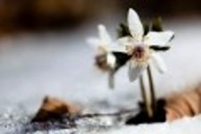 산행기 - 들꽃산행