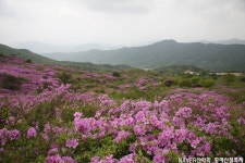 황매산 철쭉제 도보걷기 여행 ^^ | 네이트 판 황매산 철쭉제 도보걷기 여행 ^^  | 네이트 판