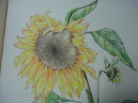 [알라딘서재][행복한 채색의 시간]명화를 완성해나가는 즐거움