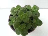 허브 장미허브(향긋한 장미허브향 ~~) : 야생화,허브,수생식물,채소,동백 - 심폴