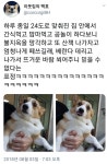 (대기자료) 더위에 충격먹은 댕댕이.jpg - 행복한 유머, 웃긴대학에 오셨습니다 !!