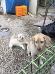 (대기자료) 그냥 우리집 시골 댕댕이 - 행복한 유머, 웃긴대학에 오셨습니다 !!