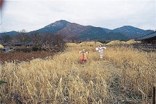 낙안읍성 - KRpia 검색결과