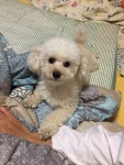 클리앙 소모임 > 개판이당 > 요즘 이 녀석 없으면 어떻게 살려나 싶어요