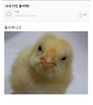 클리앙 > 모두의공원 > 죄책감에 앞으로 치킨을 못먹게 되는 짤.jpg