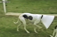 클리앙 > 모두의공원 > 야한짤에 대처하는 운영자의 자세.gif