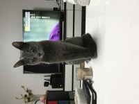 클리앙 > 모두의공원 > 저희집냥이..왜 동물농장만 잘볼까요!?