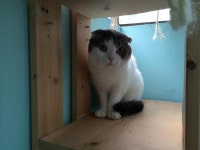 고양이 분양(구리 남양주)뽐뿌:동식물포럼 - 고양이 분양(구리 남양주)