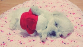 뽐뿌:동식물포럼 - 동생이 말티즈 분양받아왔어요~ 동생이 말티즈 분양받아왔어요~