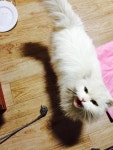 이쁘고 순한 고양이 여아의 좋은 입양처를 찾습니다 광주광역시... 전북고창군지역입니다. 이쁘고 순한 고양이 여아의 좋은 입양처를 찾습니다