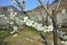 뽐뿌:등산포럼 - [2015년 03월21일] 원동 매화축제 다녀왔습니다. [2015년 03월21일] 원동 매화축제 다녀왔습니다.