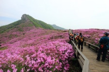 뽐뿌:등산포럼 - 5/9 철쭉이 한창인 황매산 후기 5/9 철쭉이 한창인 황매산 후기