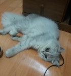 뽐뿌:동식물포럼 - 야옹이 소식 오랫만에 올려봅니다. 야옹이 소식 오랫만에 올려봅니다.
