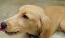 뽐뿌:자유게시판 - 지금까지 저와 함께 한 개들. 지금까지 저와 함께 한 개들.