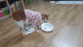 뽐뿌:동식물포럼 - 고양이 앞에 생선? 고양이 앞에 생선?