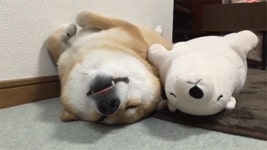 뽐뿌:자유게시판 - 시바견...gif 시바견...gif