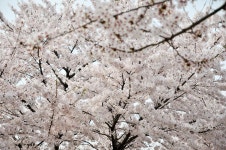 뽐뿌:등산포럼 - 동네 뒷산입구 조깅코스의 벚꽃-모바일주의 동네 뒷산입구 조깅코스의 벚꽃-모바일주의