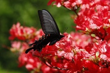 뽐뿌:사진/카메라 - 요즘 카메라에 빠졌습니다.. 요즘 카메라에 빠졌습니다..