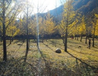 뽐뿌:사진/카메라 - 홍천 은행나무숲 홍천 은행나무숲