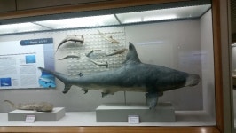 뽐뿌:자유게시판 - 부산 해양자연사박물관 갔다왔어요 부산 해양자연사박물관 갔다왔어요