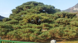 뽐뿌:등산포럼 - 운문사 사리암 만추 운문사 사리암 만추