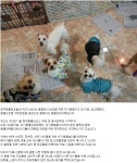 뽐뿌:동식물포럼 - 광주동물보호협회 위드 광주동물보호협회 위드