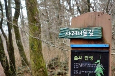 뽐뿌:등산포럼 - [제주 여행 1일차 ] 비자림, 사려니숲길 [제주 여행 1일차 ] 비자림, 사려니숲길