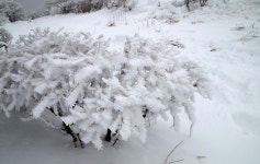 뽐뿌:등산포럼 - 30일..   조망이 없어 아쉬운 덕유여.... ㅠㅠ  [사진 많아요..^^] 30일..   조망이 없어 아쉬운 덕유여.... ㅠㅠ  [사진 많아요..^^]