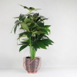 [후추통]대형 파키라 조화 화분(75cm)/대형화분/대형조화[엘코컴퍼니] [후추통]대형 파키라 조화 화분(75cm)/대형화분/대형조화[엘코컴퍼니]