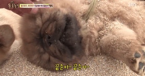 동물농장 해변에 간 차우차우 가족.gif - 뽐뿌:자유게시판 동물농장 해변에 간 차우차우 가족.gif